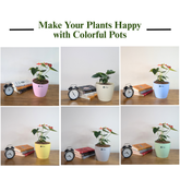 Decor 7 (7 Inches, pack of 6), 6 Color Pots